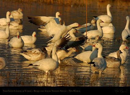 SnowGeese_Landing_atSunrise_3682