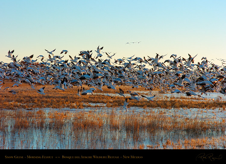 SnowGeese_MorningFlyout_2302