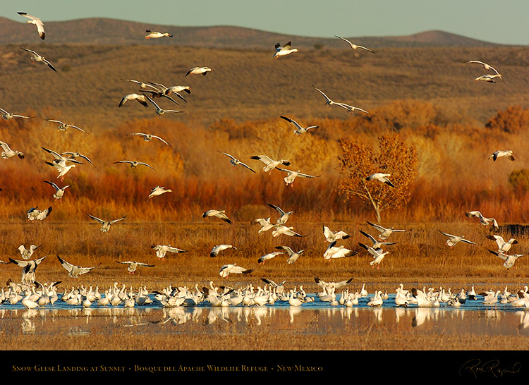 SnowGeese_SunsetLanding_3056