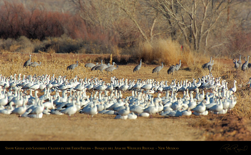 SnowGeese_andCranes_FarmField_HS8360_16x9