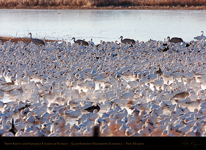 SnowGeese_andCranes_atSunrise_HS8397