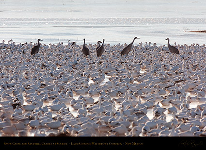 SnowGeese_andCranes_atSunrise_HS8398