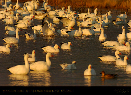 SnowGeese_atSunrise_3586