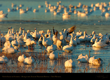 SnowGeese_atSunrise_4070