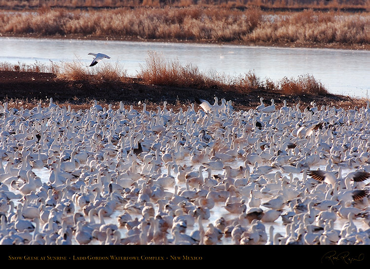 SnowGeese_atSunrise_HS8401