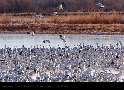 SnowGeese_atSunrise_HS8428