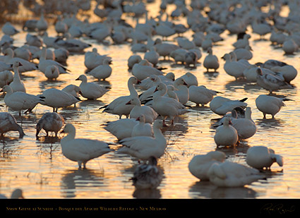 SnowGeese_atSunrise_X8742