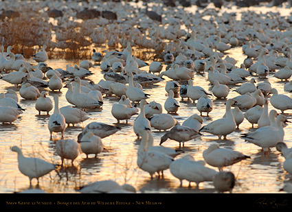 SnowGeese_atSunrise_X8747