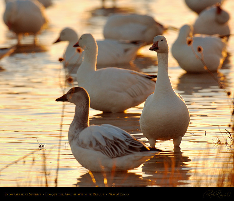 SnowGeese_atSunrise_X8748M