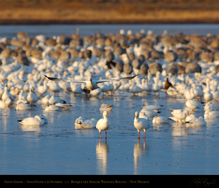 SnowGoose_SoloFlyout_X0849M