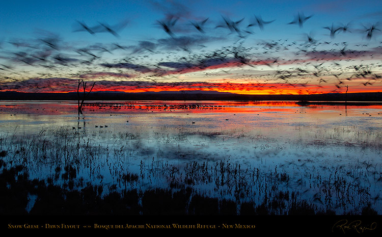 Bosque_del_Apache_Dawn_Flyout_X8725