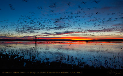 Bosque_del_Apache_Dawn_Flyout_X8730