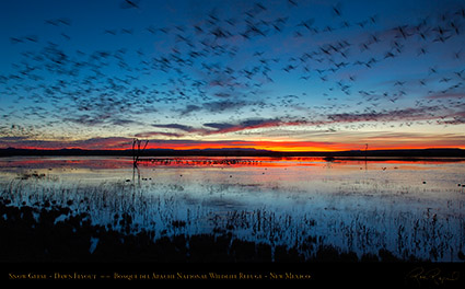 Bosque_del_Apache_Dawn_Flyout_X8732