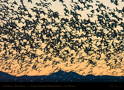 SnowGeese_DawnFlyout_1692