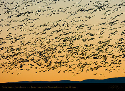 SnowGeese_DawnFlyout_1697