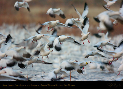 SnowGeese_DawnFlyout_4366