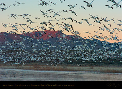 SnowGeese_DawnFlyout_4944