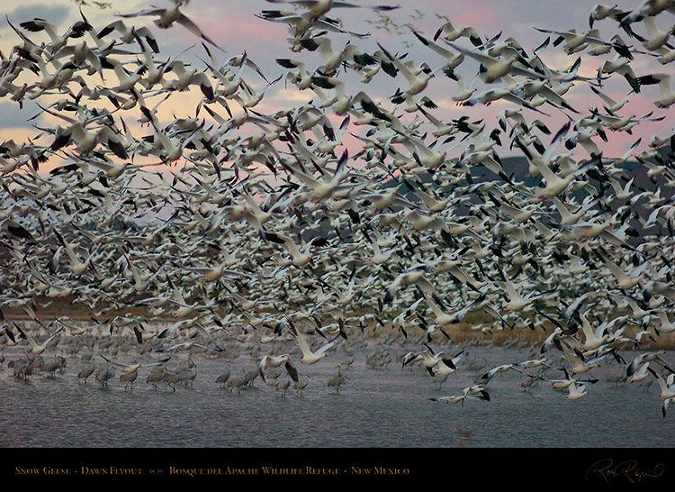 SnowGeese_DawnFlyout_6356