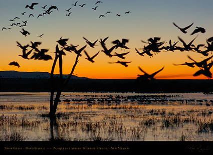 SnowGeese_DawnFlyout_6391