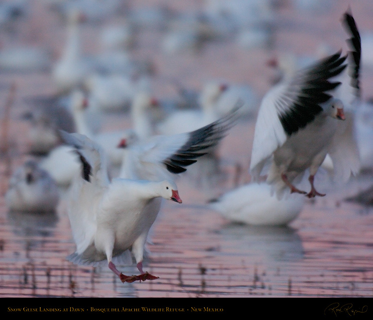 SnowGeese_DawnLanding_4289M