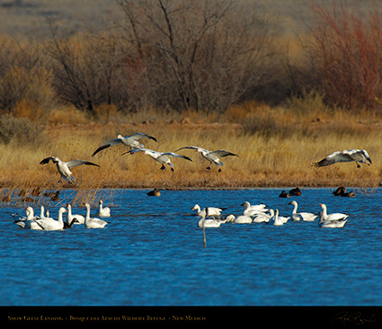 SnowGeese_Landing_X9478M