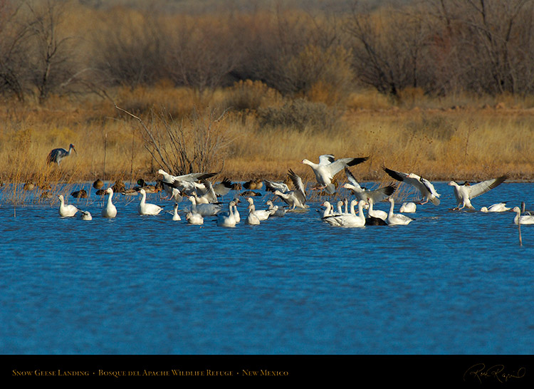 SnowGeese_Landing_X9479