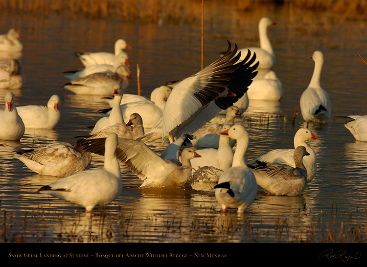 SnowGeese_Landing_atSunrise_3683