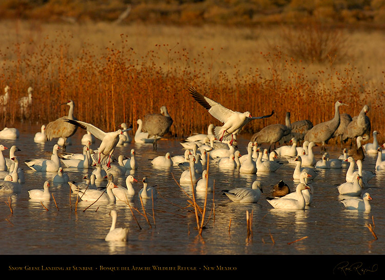 SnowGeese_Landing_atSunrise_3712