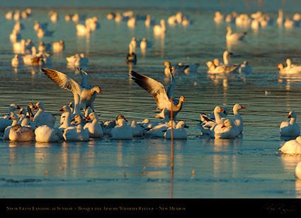 SnowGeese_Landing_atSunrise_4073