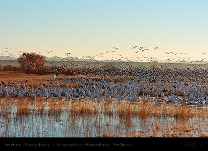 SnowGeese_MorningFlyout_2290