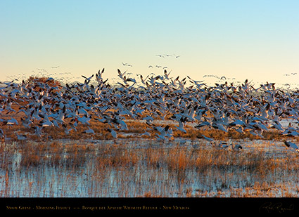 SnowGeese_MorningFlyout_2297