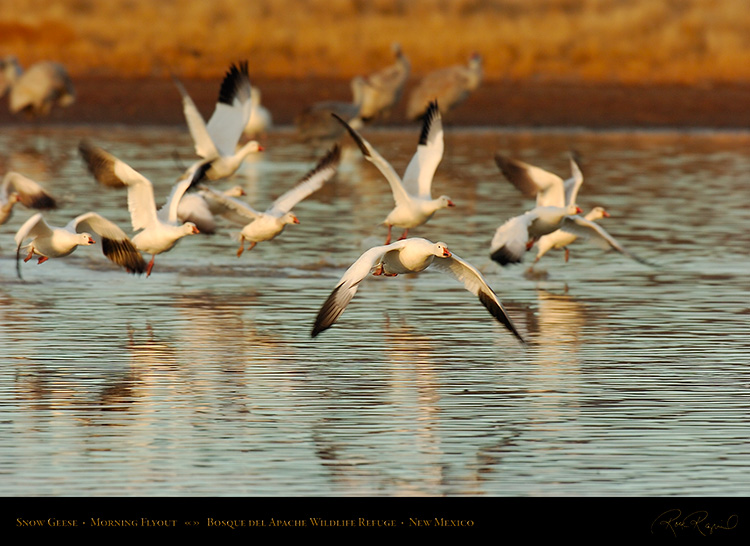 SnowGeese_MorningFlyout_6471