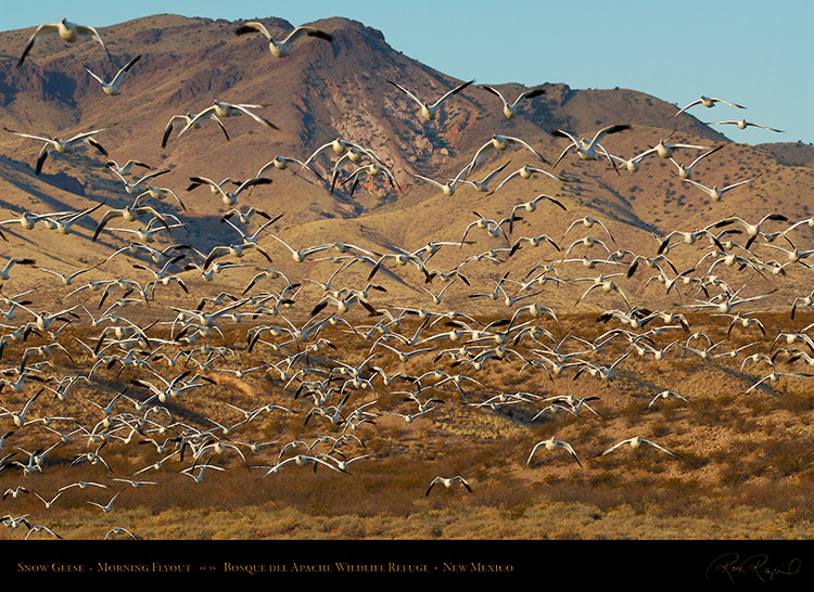 SnowGeese_MorningFlyout_X6410