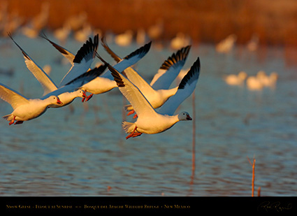 SnowGeese_SunriseFlight_4717