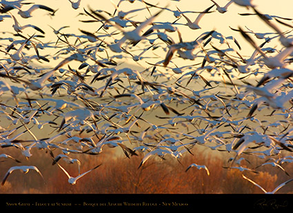 SnowGeese_SunriseFlyout_2774