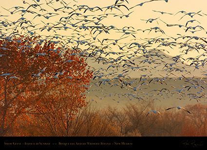 SnowGeese_SunriseFlyout_2780