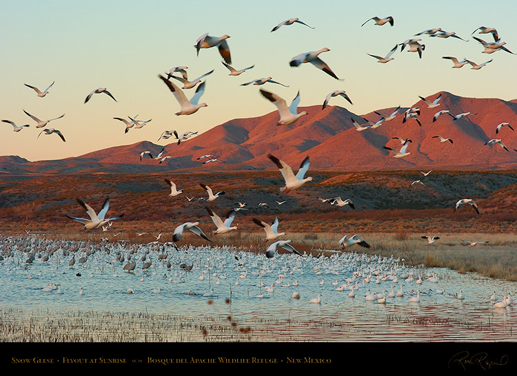 SnowGeese_SunriseFlyout_3065