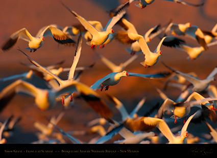 SnowGeese_SunriseFlyout_4030