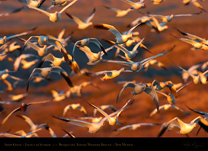 SnowGeese_SunriseFlyout_4036