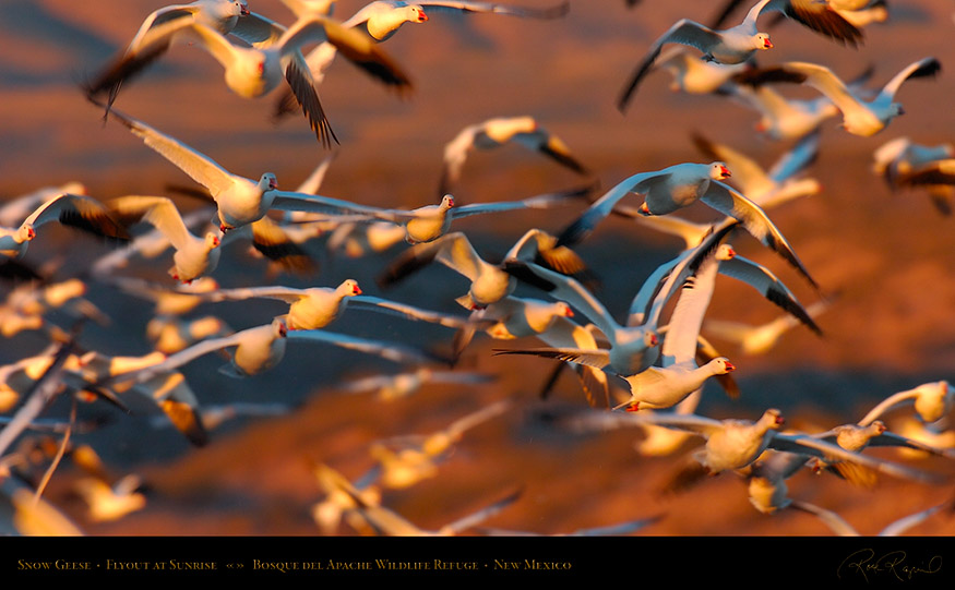 SnowGeese_SunriseFlyout_4037_16x9