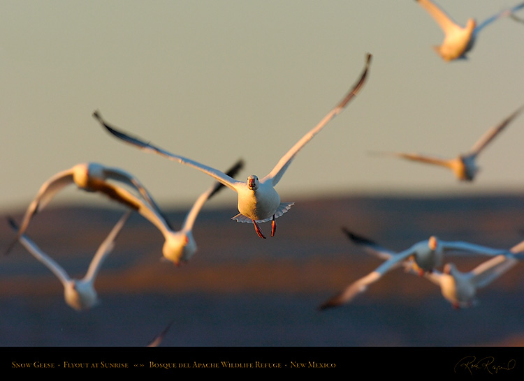 SnowGeese_SunriseFlyout_4682