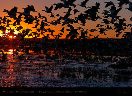 SnowGeese_SunriseSilhouette_3899