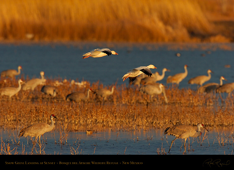 SnowGeese_SunsetLanding_6911