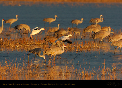 SnowGeese_SunsetLanding_6912