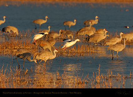 SnowGeese_SunsetLanding_6913