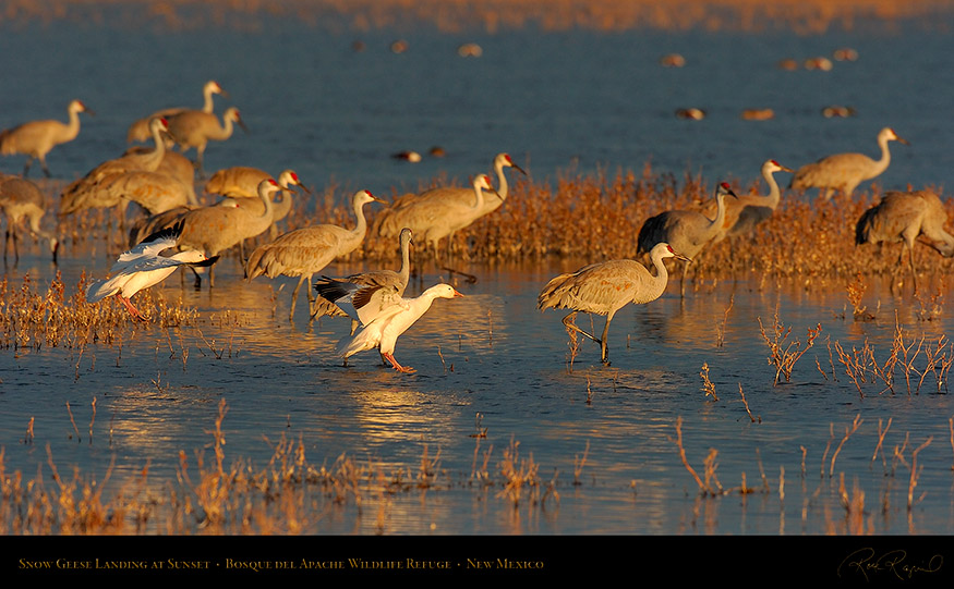 SnowGeese_SunsetLanding_6914_16x9