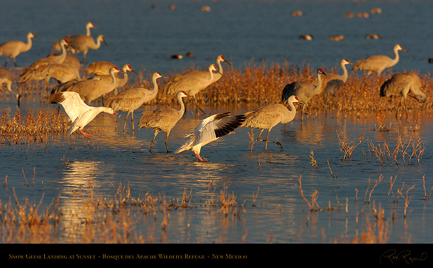 SnowGeese_SunsetLanding_6915_16x9