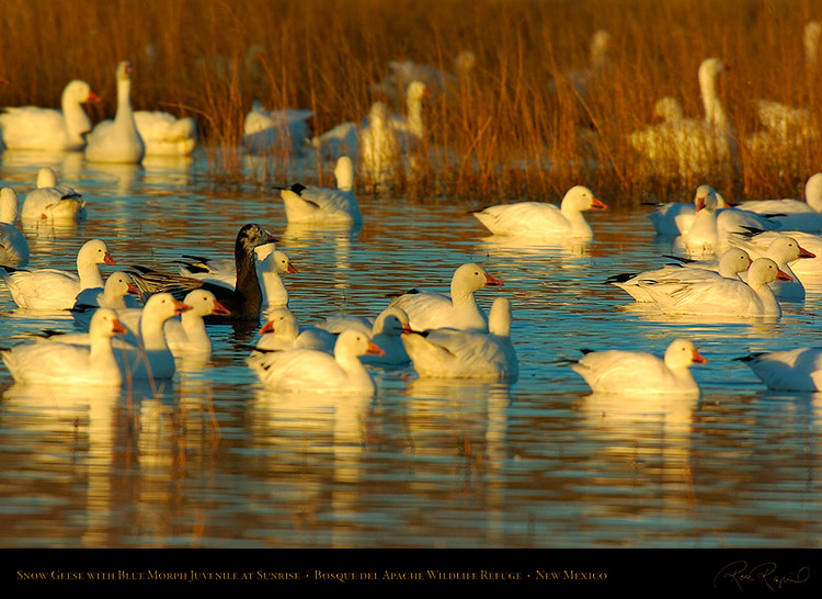 SnowGeese_withBlueMorphJuvenile_atSunrise_2344