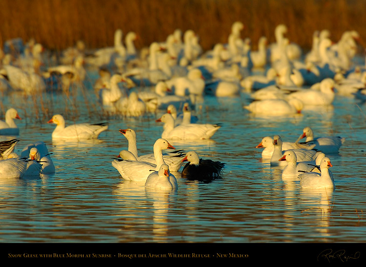 SnowGeese_withBlueMorph_atSunrise_2348