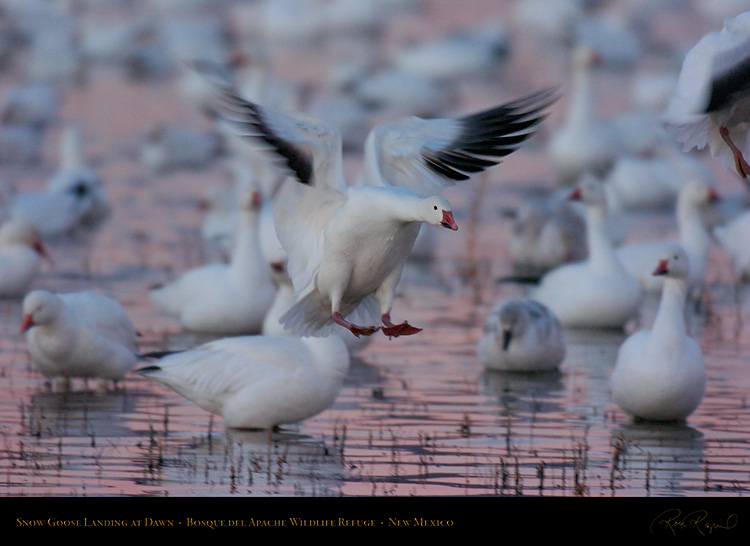 SnowGoose_DawnLanding_4286